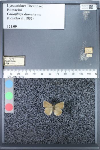 Media type: image;   Entomology 72659